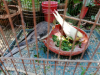 কোকাটেল পাখি